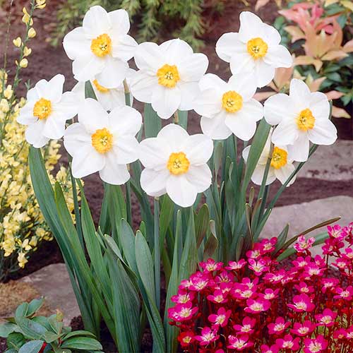 Нарцисс мелкокорончатый Вергер артикул фото 1 Нарцисс мелкокорончатый Вергер изображение 1 артикул 70279