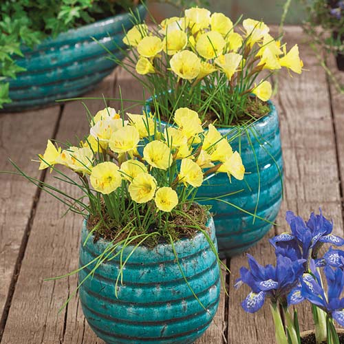 Нарцисс мини Джулия Джейн изображение 2 артикул 67420