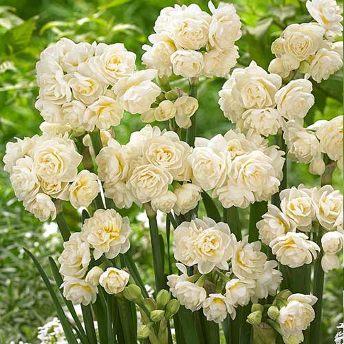 Нарцисс мини Эрличир изображение 1 артикул 70285