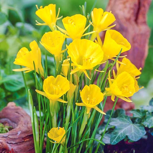 Нарцисс мини Голден Беллз изображение 1 артикул 67419