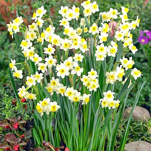 Нарцисс мини Минноу изображение 1 артикул 67652