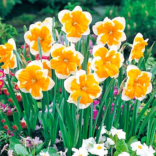Нарцисс Оранжери изображение 1 артикул 67653
