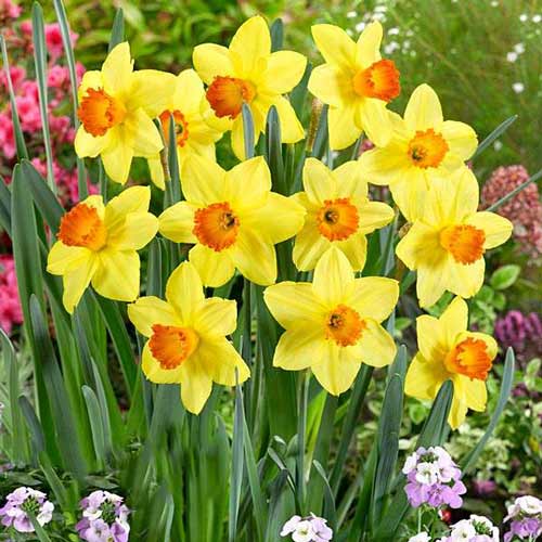 Нарцисс крупноцветковый Ред Девон изображение 1 артикул 67659