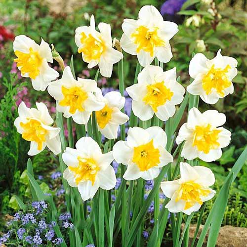 Нарцисс сплит-корона Сансет Серенад артикул фото 1 Нарцисс сплит-корона Сансет Серенад изображение 1 артикул 68072