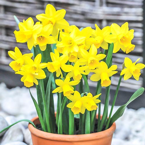 Нарцисс мини Тет-а-Тет изображение 1 артикул 67664