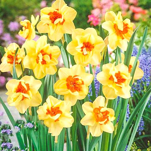 Нарцисс махровый Дабл Фэшн изображение 1 артикул 67413