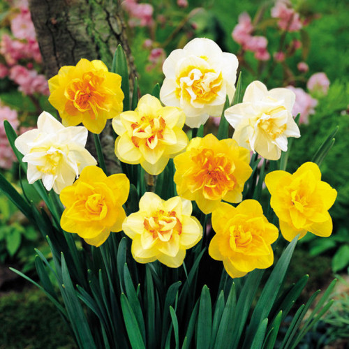 Суперпредложение! Нарциссы махровые, микс изображение 1 артикул 4775_1