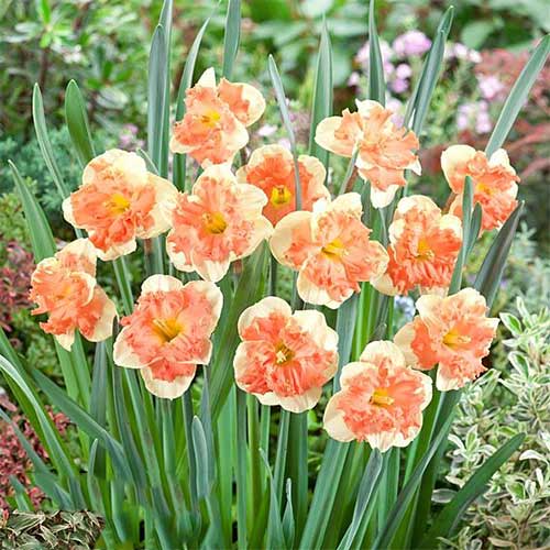 Нарцисс сплит-корона Ванилла Пич изображение 1 артикул 67437