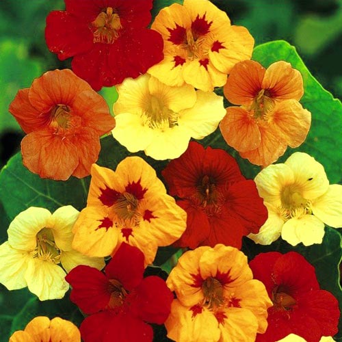 Настурция Бьюти, смесь окрасок изображение 1 артикул 9835