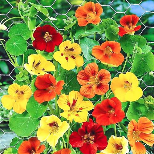 Настурция Вьющаяся, смесь окрасок артикул фото 1 Настурция Вьющаяся, смесь окрасок изображение 1 артикул 83162