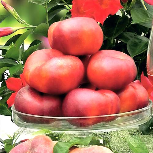 Нектарин Донат (инжирный) изображение 1 артикул 4208