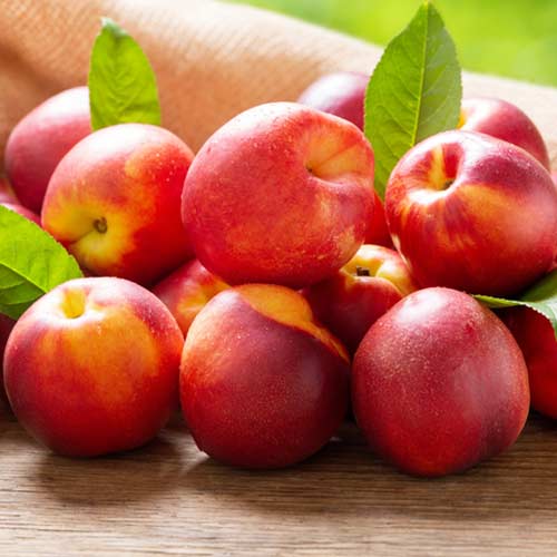 Нектарин Фантазия изображение 1 артикул 4215