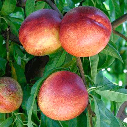 Нектарин Фэнтези изображение 1 артикул 7431