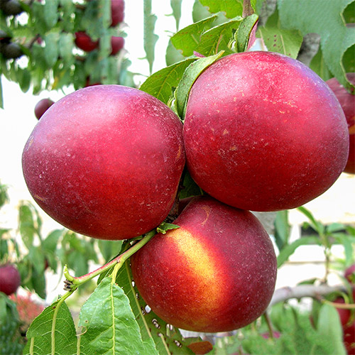 Нектарин Флейвор Топ изображение 1 артикул 7909