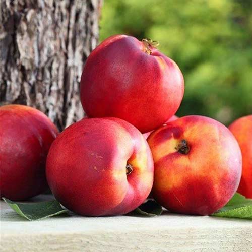 Нектарин Кримсон Голд изображение 1 артикул 4217