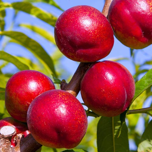 Нектарин Крымчанин изображение 1 артикул 7931