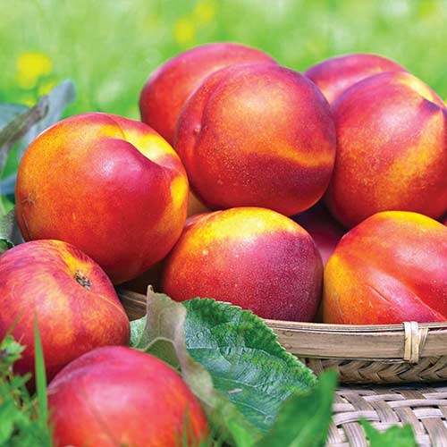 Нектарин Леди Эрика изображение 1 артикул 4209