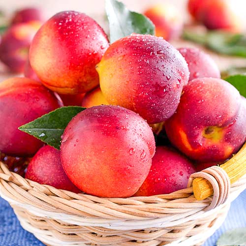 Нектарин Лола изображение 1 артикул 4218