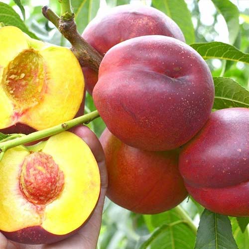 Нектарин Ред Даймонд изображение 1 артикул 7429