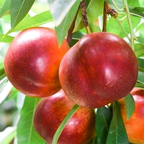 Нектарин Ред Голд изображение 1 артикул 7428