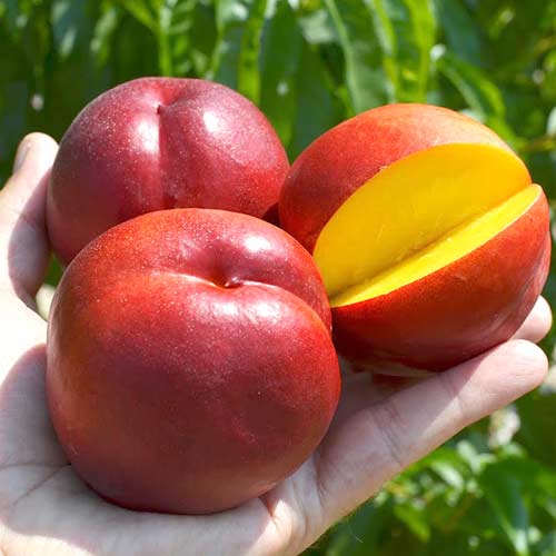 Нектарин Рубиновый изображение 1 артикул 7908