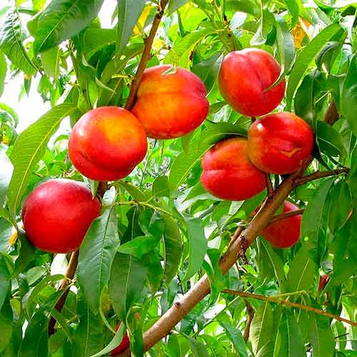 Нектарин Старк Делишес изображение 1 артикул 7430