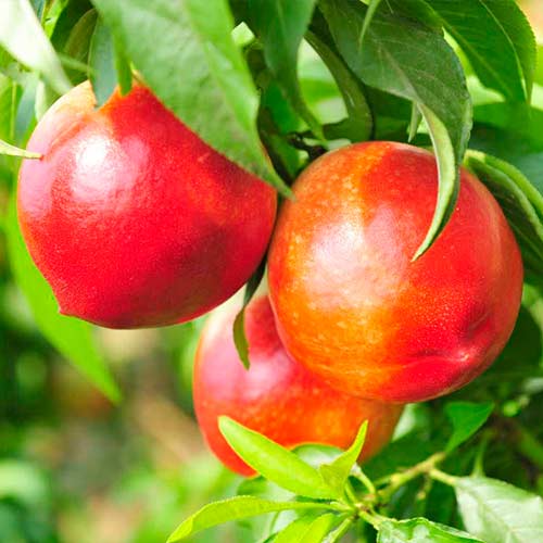 Нектарин Старк Ред Голд изображение 1 артикул 4213