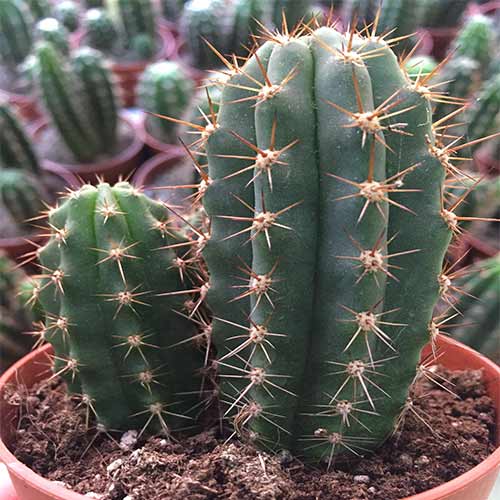 Неокарденасия Герцога Бамбино артикул фото 1 Неокарденасия Герцога Бамбино изображение 1 артикул 74954