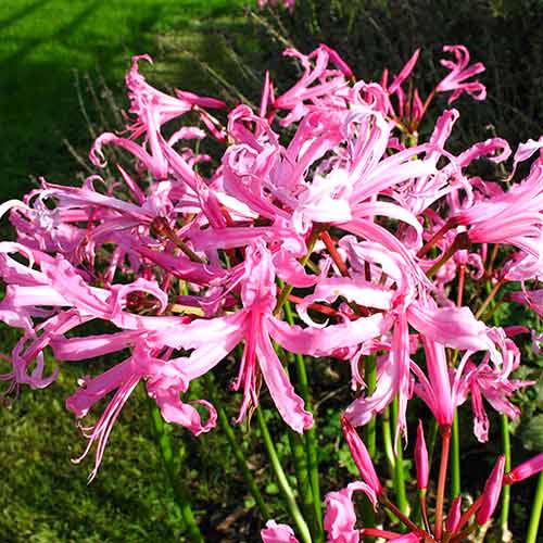 Нерине Боудени артикул фото 1 Нерине Боудени изображение 1 артикул 2996