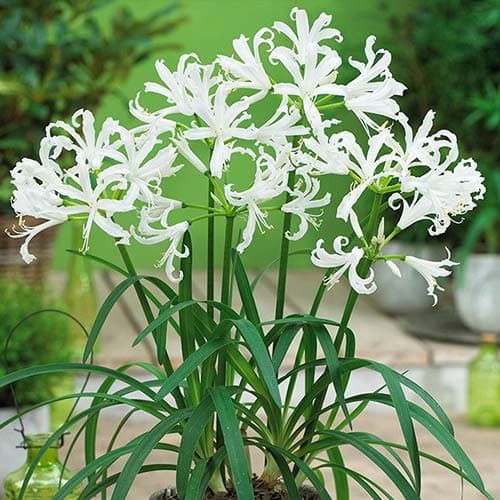 Нерине Боудена Альба изображение 1 артикул 76333