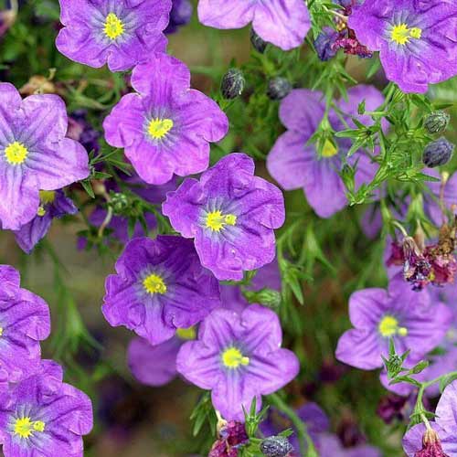 Ниренбергия Роуб пурпурная изображение 1 артикул 71491