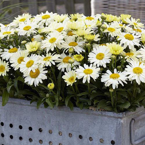 Нивяник Белые лебеди Premium Seeds изображение 1 артикул 83914