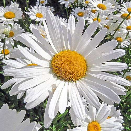 Нивяник Мечта садовника Premium Seeds изображение 1 артикул 83915