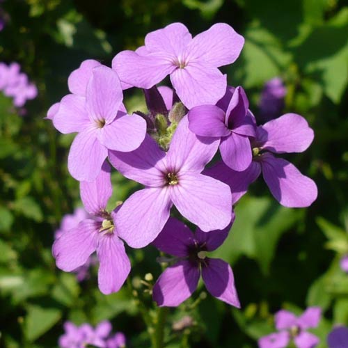 Ночная фиалка (вечерница) Виолет изображение 1 артикул 68703