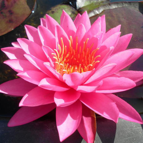 Кувшинка Лейдекери Пурпурата изображение 1 артикул 7249