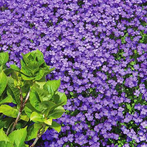 Обриета Лиловая изображение 1 артикул 71492