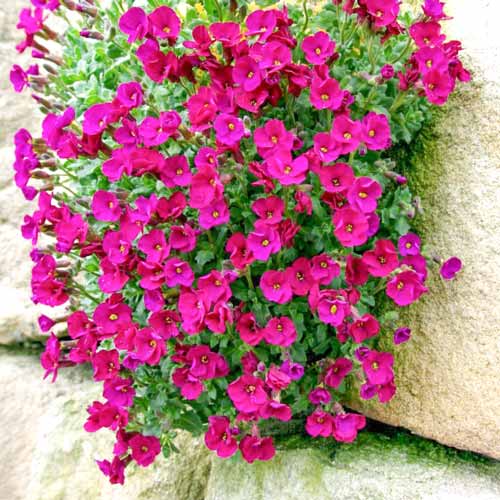 Обриета Розовая изображение 1 артикул 71493