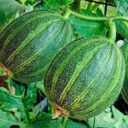 Огурдыня Лартон артикул фото 1 Огурдыня Лартон изображение 1 артикул 71837