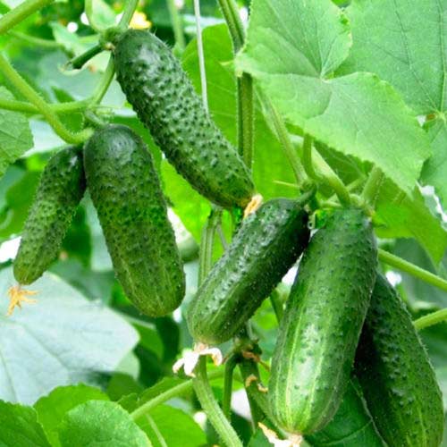 Огурец Аленушка F1 Седек изображение 1 артикул 65123