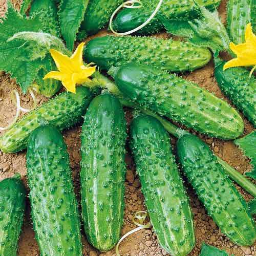 Огурец Анника F1 Седек изображение 1 артикул 71629