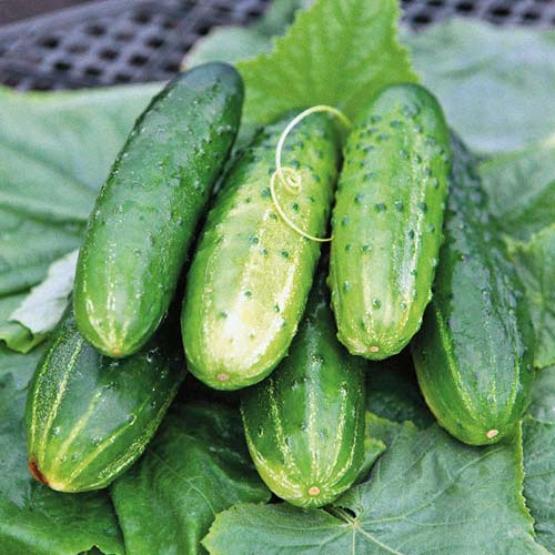 Огурец Антошка F1 изображение 1 артикул 71838