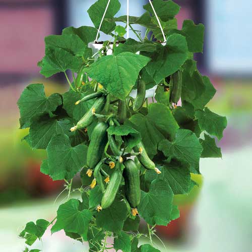 Огурец Балконный F1 изображение 1 артикул 71753