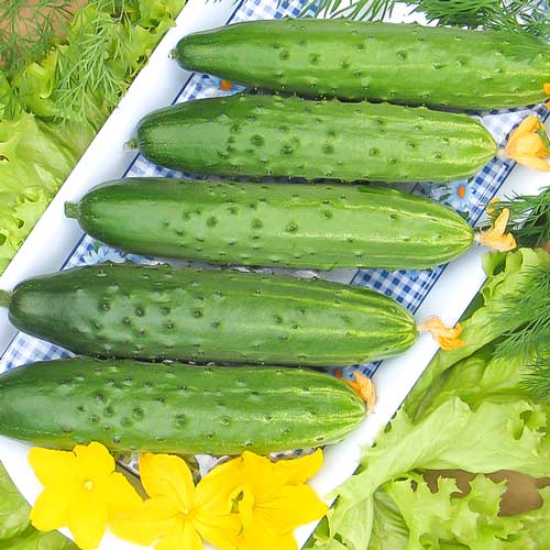 Огурец Барракуда F1 изображение 1 артикул 74023