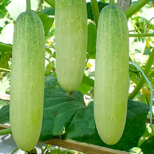 Огурец Блондин F1, семена изображение 1 артикул 65124
