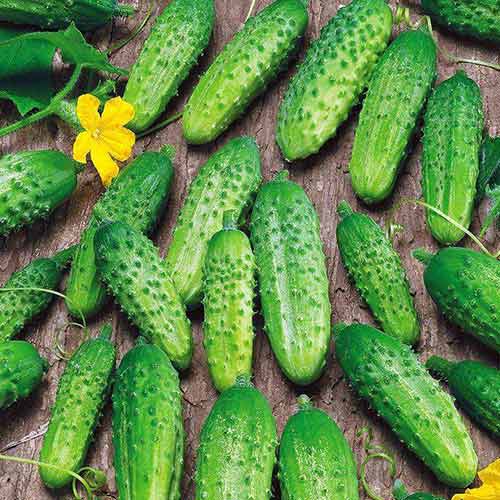 Огурец Чемпион F1 Седек изображение 1 артикул 82500