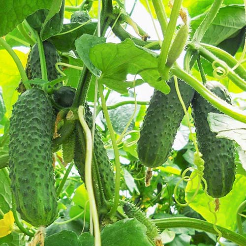 Огурец Дездемона F1 изображение 1 артикул 81176
