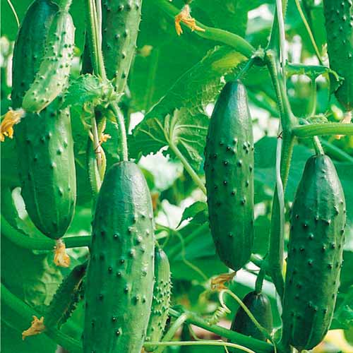 Огурец Емеля F1 изображение 1 артикул 71757