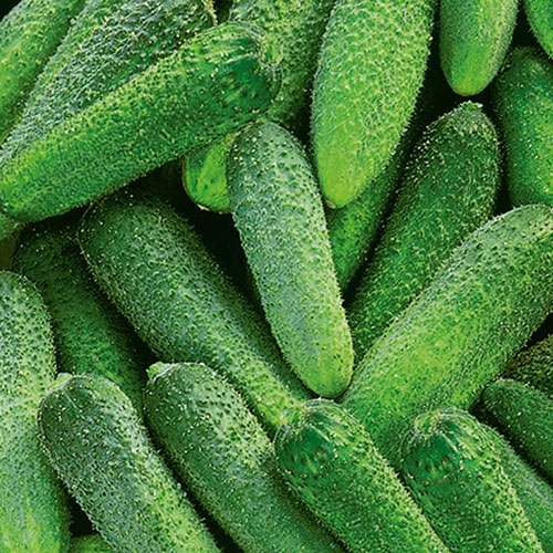 Огурец Ермолай F1 Premium Seeds изображение 1 артикул 83782