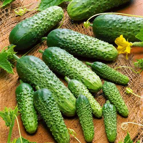 Огурец Филиппок F1 Седек изображение 1 артикул 71638