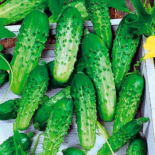 Огурец Гаврош F1 изображение 1 артикул 71839